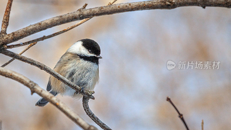 黑头山雀(Poecile atricapillus)，黑帽山雀，Cabecinegro。